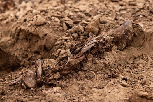 A firing pit. War crime scene. Site of a mass shooting of people. Human remains (bones of skeleton, skulls). Real human remains of victims of the Nazis. 28.08.2021, Rostov region, Russia.