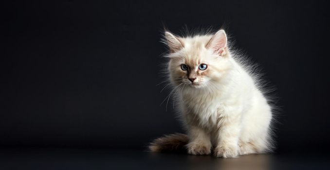 Funny Kitten with bright blue eyes on a black background. Small fluffy kitten of the Neva masquerade cat, subspecies of the Siberian cat.