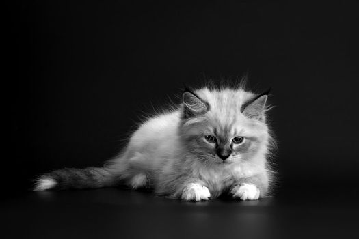 Funny Kitten on a black background, black and white portret. Small fluffy kitten of the Neva masquerade cat (subspecies of the Siberian cat)