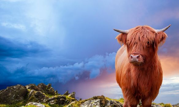 Portrait of a Scottish Highland cow over a burning sky with copy space