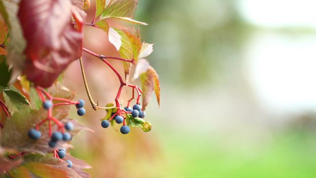 Wild grapes with fruits in color are swaying in the wind on the fence. Bright autumn colors background.