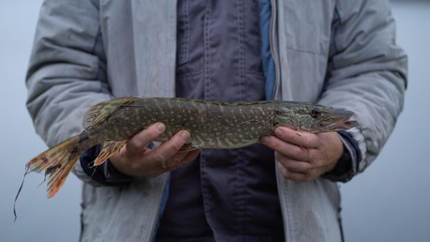 A fisherman on autumn fishing caught a pike holds a predatory fish in his hands and demonstrates to the camera.