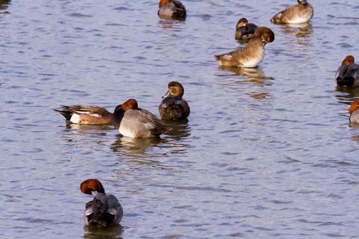 Redhead ducks in natural habitat on South Padre Island, TX.