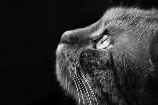 cat's head - black and white photo model cat sits and poses in front of the camera patiently waiting for the end of the photo shoot and possibly rewards for it on a dark background High quality photo