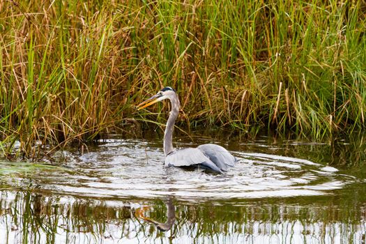Great blue heron in native habitat on South Padre Island, TX.