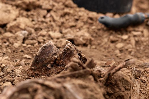 A firing pit. War crime scene. Site of a mass shooting of people. Human remains (bones of skeleton, skulls). Real human remains of victims of the Nazis. 28.08.2021, Rostov region, Russia.