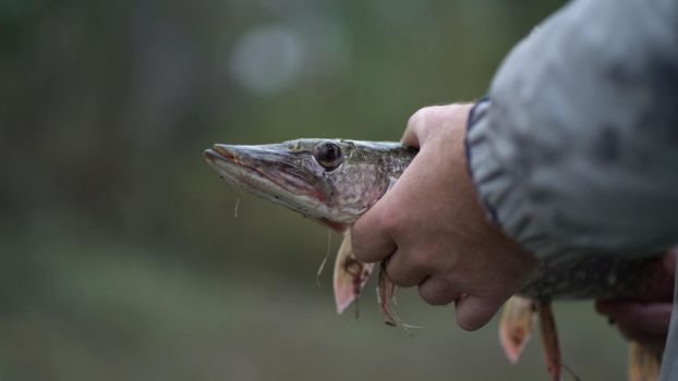 Fisherman's hands holding a pike close-up.