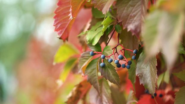 Bright juicy colors of autumn wild grapes. Wild grapes are blown by the wind. Autumn in color.