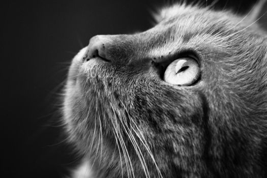 cat's head - black and white photo model cat sits and poses in front of the camera patiently waiting for the end of the photo shoot and possibly rewards for it on a dark background High quality photo