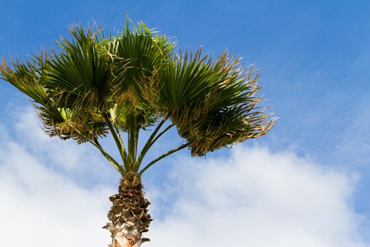 One palm with blue sky background.