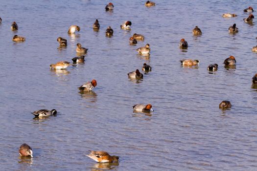 Redhead ducks in natural habitat on South Padre Island, TX.