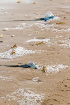 Portuguese Man O War Jellyfish on the beach of South padre, TX.