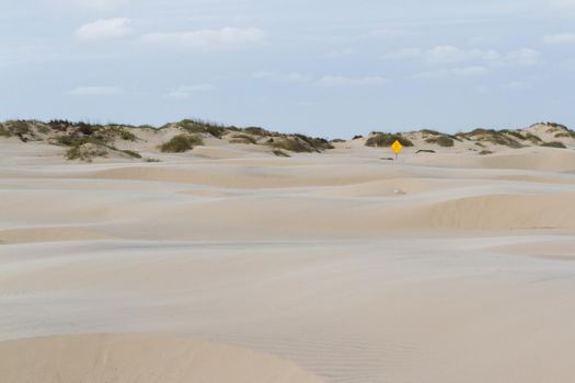 Coastal dunes of South Padre Island, TX.