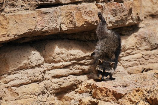 Wild Raccoon. Procyon lotor. Funny young raccoons live and play on a rock. Wildlife America.