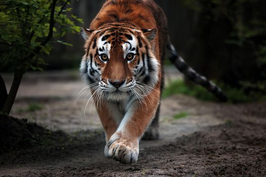 Portrait of a beautiful tiger. Big cat close-up. Tiger looks at you, portrait of a tiger. Portrait of a big cat.