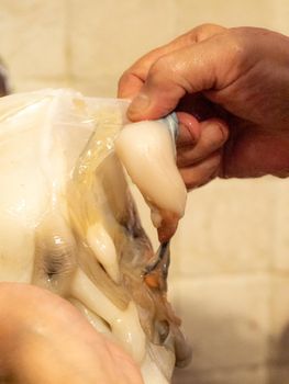 cleaning a raw adriatic cuttlefish at home in Numana, Marche, Italy