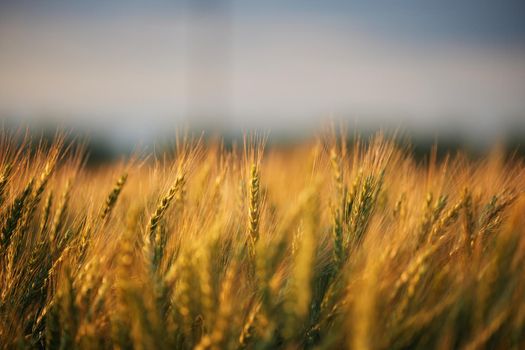 Wheat ears in the field, food background. Ears of wheat ripen in the field. Wheat field, agriculture, agricultural background. Ecological clean food, food safety.