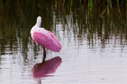 Roseate spoonhill in natural habitat on South Padre Island, TX.