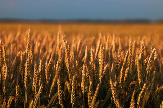 Wheat in the rays of dawn. Ears of wheat ripen in the field. Wheat field, agriculture, agricultural background. Ecological clean food, food safety. Green wheat fields.