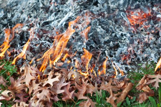 Burning fallen sick leaves in fire, Sanitary cleaning of the autumn garden. Selective focus, seasonal garden prevention of the spread of plant pests and diseases, texture . High quality photo