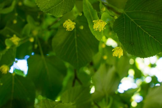 Close up of the clusters of blooming flowers of common life Tilia x europaea, also known as linden, basswood, lime tree, lime bush.bumblebee collects nectar, lime honey