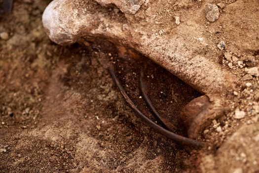 A firing pit. War crime scene. Site of a mass shooting of people. Human remains (bones of skeleton, skulls). Real human remains of victims of the Nazis. 28.08.2021, Rostov region, Russia.