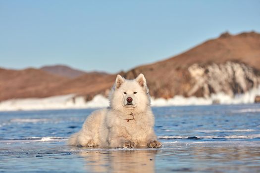 Samoyed white fluffy dog on ice. Very fluffy well-groomed Samoyed dog sitting on a frozen lake in winter. Lake Baikal