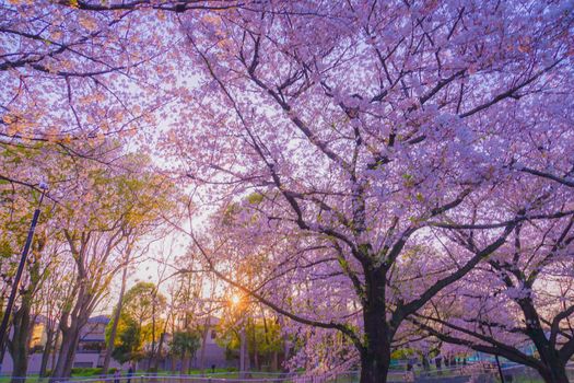 Yoshimuraji Green Area Park Cherry Blossoms and Sunset Scenery. Shooting Location: Tokyo metropolitan area
