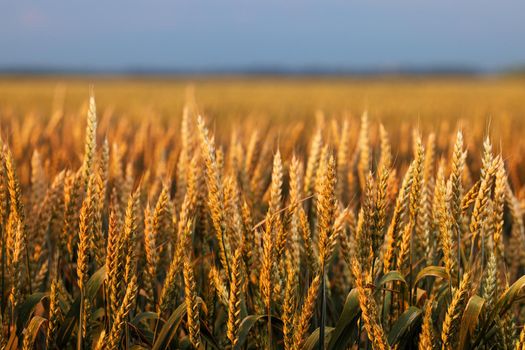 Wheat in the rays of dawn. Ears of wheat ripen in the field. Wheat field, agriculture, agricultural background. Ecological clean food, food safety. Green wheat fields.