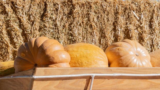 Pumpkin in a wooden box against a background of straw hay. High quality photo