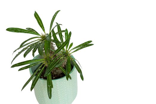 Pachypodium madagascar palm high angle view on a white isolated background