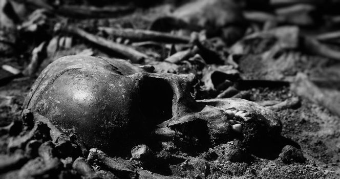 Archaeological excavations, Human remains in the ground. War crime scene. Site of a mass shooting of people. Human remains - bones of skeleton, skulls.