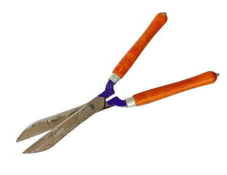 Large hedge pruning shears with wooden handles on white isolated background