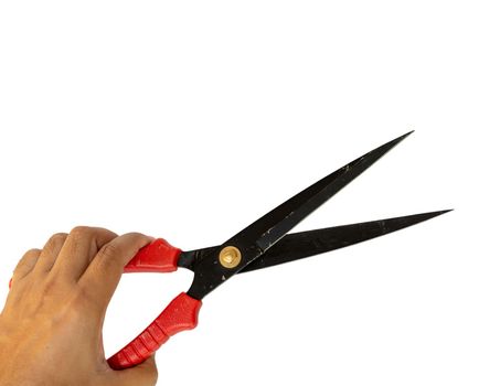 Plants pruning scissors holding in hand