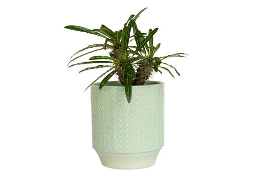 Pachypodium lamerei in a decorative ceramic pot