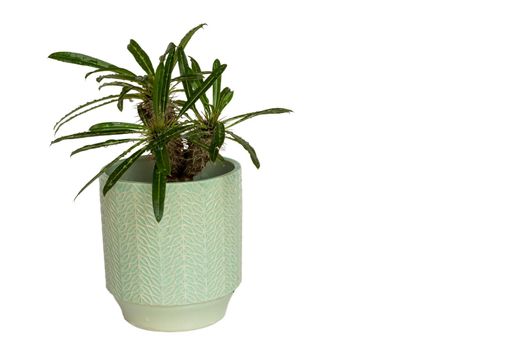 Pachypodium madagascar palm in a pot on isolated white background