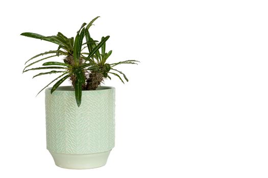 Pachypodium madagascar bushy plant in a decorative ceramic pot