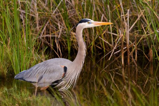 Great blue heron in natural habitat on South Padre Island, TX.