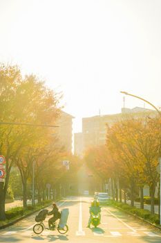 Ginkgo of Yokohama Minato Mirai. Shooting Location: Yokohama-city kanagawa prefecture