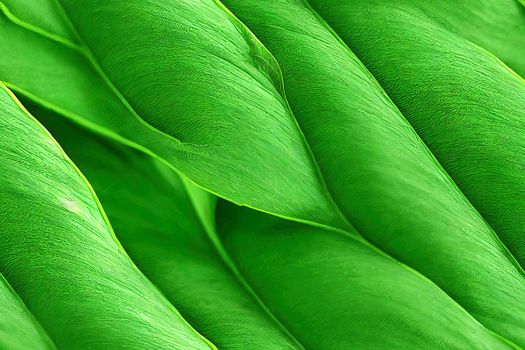 Botanical seamless pattern, banana leaves, vines and other leaves on light green background