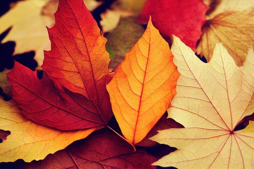 Falling autumn leaves. Red, yellow, green, brown chaotic leaves flying. Corner colorful foliage on good looking white background. Bold back to school sale.