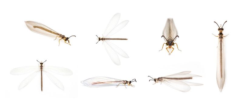Group of antlions (Distoleon tetragrammicus) isolated on white background. Animal. Insect.
