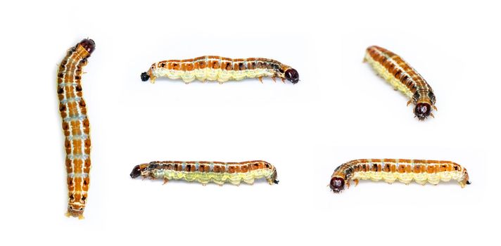 Group of brown pattern caterpillars isolated on white background. Animal. Worm. Insect.