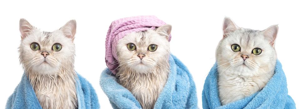 A wide banner of three funny wet white British cats: after bathing, wrapped in a blue towel, in a purple towel on his head and a dry cat in a blue towel, isolated on white background. Close up