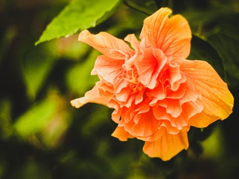 Close up Orange Hibiscus Flower in bloom season nature background
