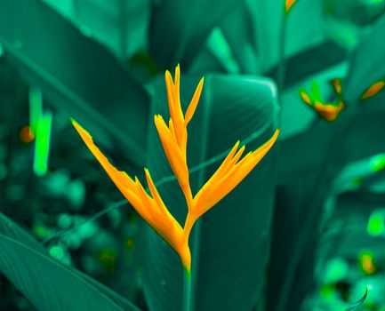 Lobster-claws or Heliconia flowe.  orange flower with tropical green leaves on background