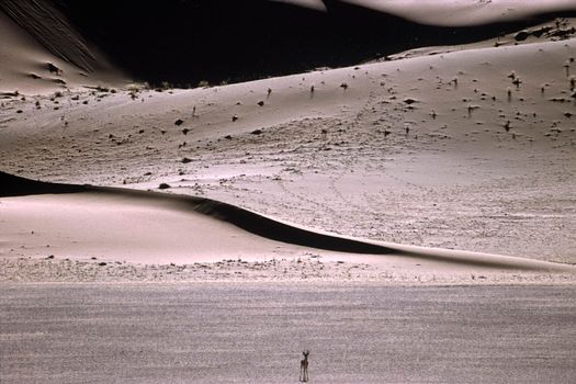 Dunes of Namib Desert, Namibia, Africa