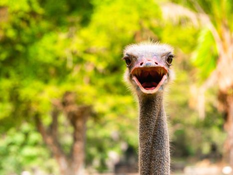 ed-necked ostrich (Struthio camelus camelus), also known as the Barbary ostrich, Struthionidae family.