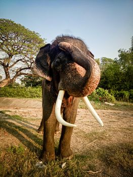 Bull elephant Front view wild animal.