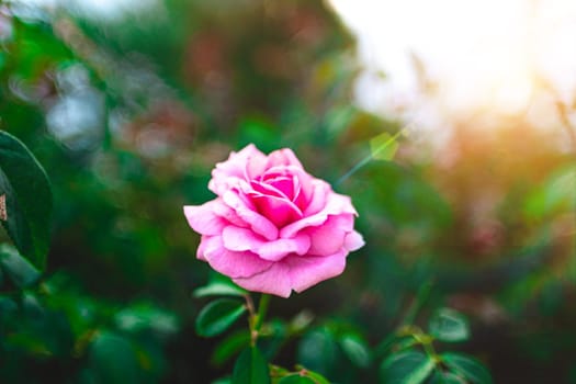 Close up pink Rose blooming in summer garden. Pink roses flowers growing outdoors